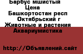Барбус мшистый 30 › Цена ­ 30 - Башкортостан респ., Октябрьский г. Животные и растения » Аквариумистика   
